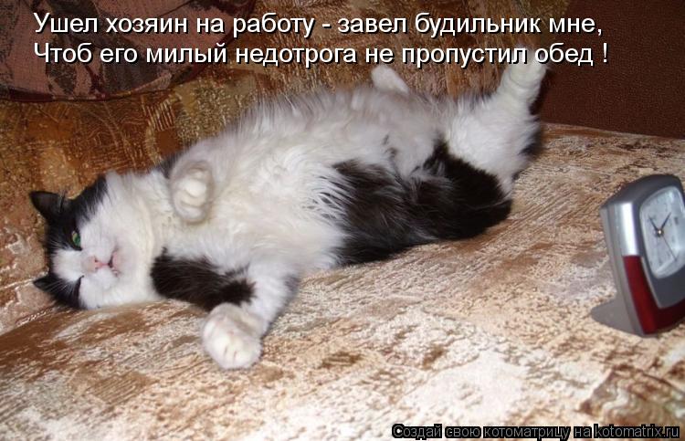 Ушел хозяин на работу - завел будильник мне, Чтоб его милый недотрога не пропустил обед !... Котоматрица: Ушел хозяин на работу - завел будильник мне, Чтоб его милый недотрога не пропустил обед !