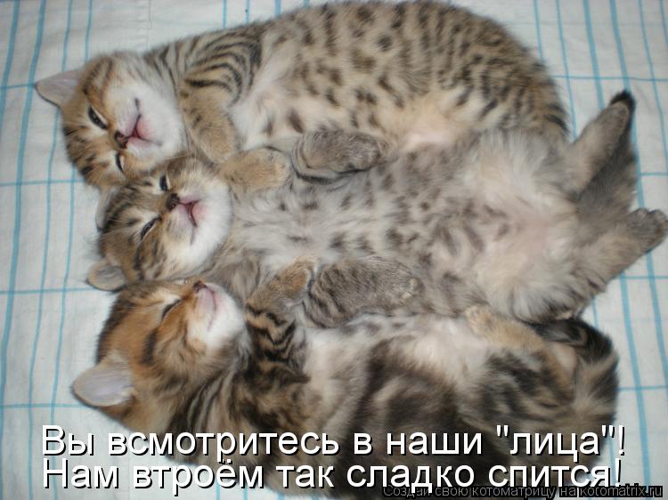 Котоматрица: Нам втроём так сладко спится! Вы всмотритесь в наши "лица"!