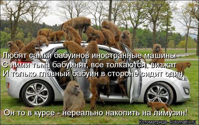 Котоматрица: Любят самки бабуинов иностранные машины С ними тьма бабуинят, все толкаются, визжат И только главный бабуин в стороне сидит один Он то в кур