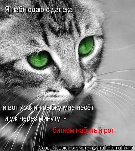 Котоматрица: Я наблюдаю с далека  и вот хозяин рыбку мне несёт  и уж через минуту  -  битком набитый рот.