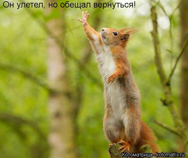 Котоматрица: Он улетел, но обещал вернуться!