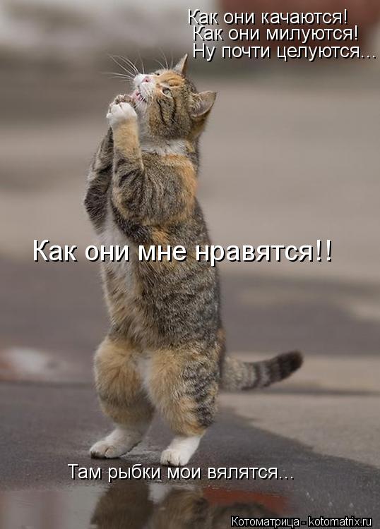 Котоматрица: Как они качаются! Как они мне нравятся!! Там рыбки мои вялятся... Как они милуются! Ну почти целуются...