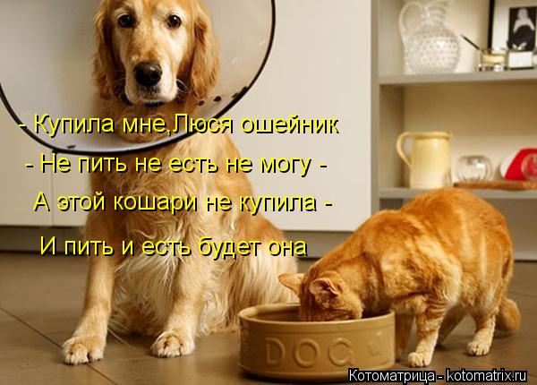 - Купила мне,Люся ошейник - Не пить не есть не могу - А этой кошари не купила - И пить и есть будет о... Котоматрица: - Купила мне,Люся ошейник - Не пить не есть не могу - А этой кошари не купила - И пить и есть будет она