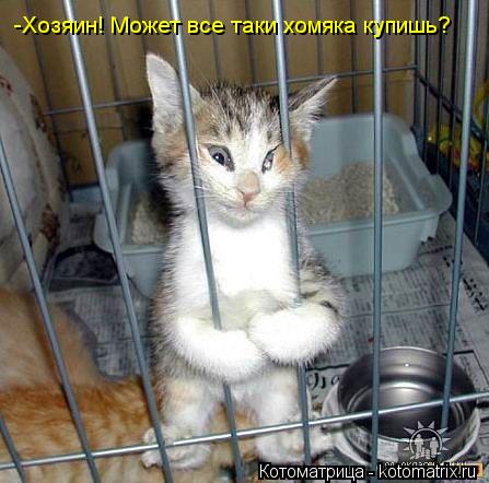 Котоматрица: -Хозяин! Может все таки хомяка купишь?