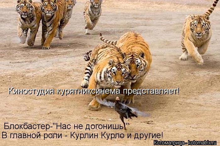 Блокбастер-"Нас не догонишь!" В главной роли - Курлин Курло и другие! Киностудия курятниксинема предс... Котоматрица: Блокбастер-"Нас не догонишь!" В главной роли - Курлин Курло и другие! Киностудия курятниксинема представляет!