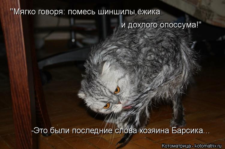 Котоматрица: "Мягко говоря: помесь шиншилы,ёжика  и дохлого опоссума!" -Это были последние слова хозяина Барсика...