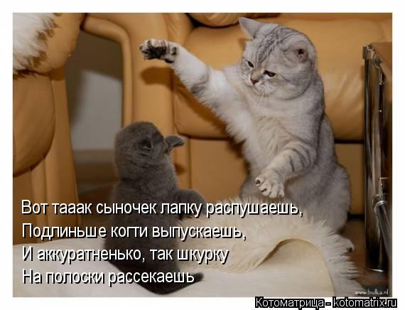 Вот тааак сыночек лапку распушаешь, Подлиньше когти выпускаешь, И аккуратненько, так шкурку На полоск... Котоматрица: Вот тааак сыночек лапку распушаешь, Подлиньше когти выпускаешь, И аккуратненько, так шкурку На полоски рассекаешь