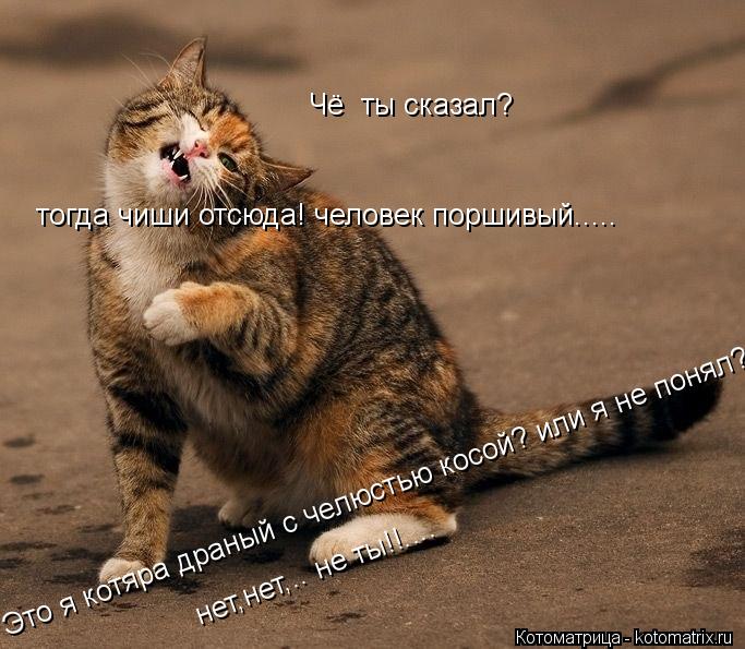 Котоматрица: Чё  ты сказал? Это я котяра драный с челюстью косой? или я не понял? нет,нет,.. не ты!!.... тогда чиши отсюда! человек поршивый.....