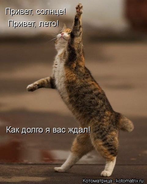 Котоматрица: Привет, солнце! Как долго я вас ждал! Привет, лето!