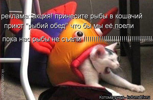 Котоматрица: реклама: акция! принесите рыбы в кошачий  приют "рыбий обед" что бы мы её поели пока нас рыбы не съели !!!!!!!!!!!!!!!!!!!!!!!!!!!!!!!!!!!!!!!!!!!!!!!!!!!!!!!!!!!!!!!!!!!!!!!!!