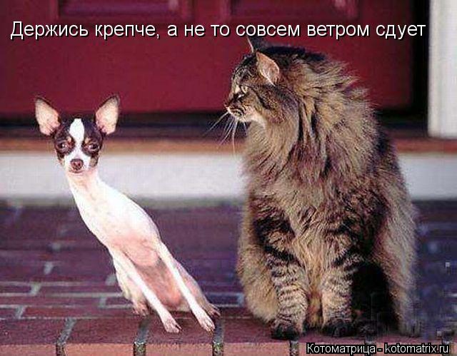 Держись крепче, а не то совсем ветром сдует... Котоматрица: Держись крепче, а не то совсем ветром сдует