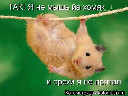 ТАК! Я не мышь йа хомяк и орехи я не прятал... Котоматрица: ТАК! Я не мышь йа хомяк и орехи я не прятал