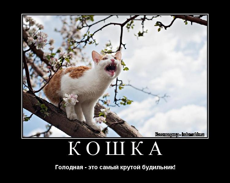 Котоматрица: Кошка Голодная - это самый крутой будильник!