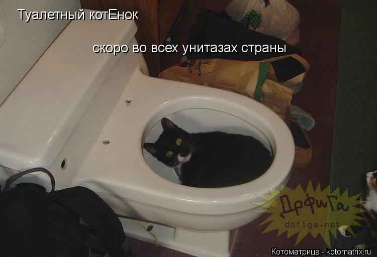 Туалетный котЕнок скоро во всех унитазах страны... Котоматрица: Туалетный котЕнок скоро во всех унитазах страны