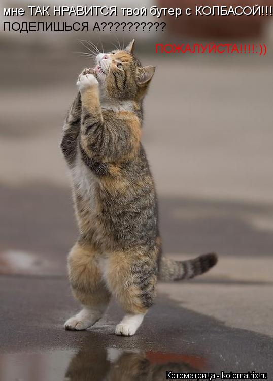 мне ТАК НРАВИТСЯ твой бутер с КОЛБАСОЙ!!!!!!!!!!! ПОДЕЛИШЬСЯ А?????????? ПОЖАЛУЙСТА!!!!:))... Котоматрица: мне ТАК НРАВИТСЯ твой бутер с КОЛБАСОЙ!!!!!!!!!!! ПОДЕЛИШЬСЯ А?????????? ПОЖАЛУЙСТА!!!!:))