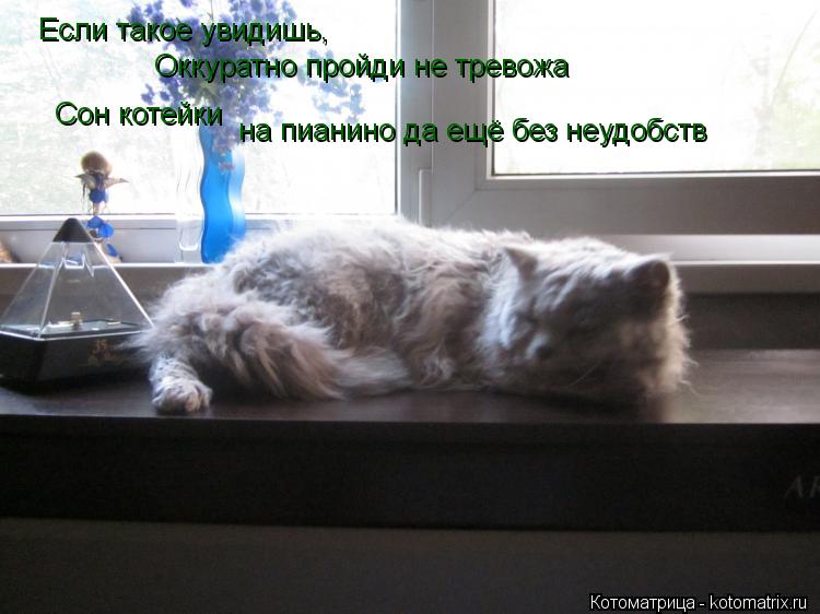 Если такое увидишь, Оккуратно пройди не тревожа Сон котейки на пианино да ещё без неудобств... Котоматрица: Если такое увидишь, Оккуратно пройди не тревожа Сон котейки на пианино да ещё без неудобств