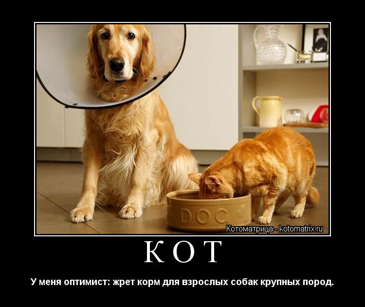 Кот У меня оптимист: жрет корм для взрослых собак крупных пород.... Котоматрица: Кот У меня оптимист: жрет корм для взрослых собак крупных пород.