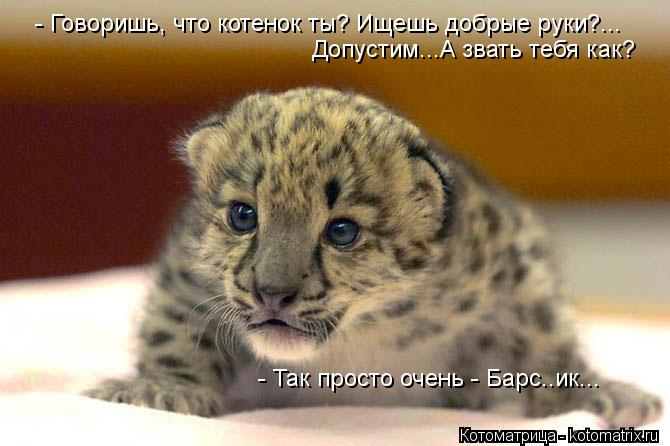 - Говоришь, что котенок ты? Ищешь добрые руки?... Допустим...А звать тебя как? - Так просто очень - ... Котоматрица: - Говоришь, что котенок ты? Ищешь добрые руки?... Допустим...А звать тебя как? - Так просто очень - Барс..ик...