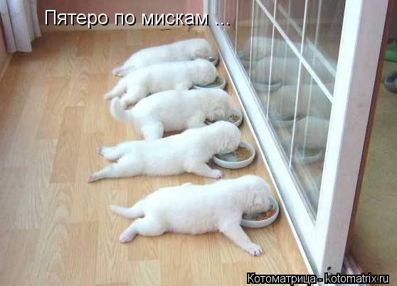 Пятеро по мискам ...... Котоматрица: Пятеро по мискам ...