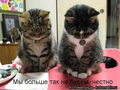 Мы больше так не будем, честно... Котоматрица: Мы больше так не будем, честно