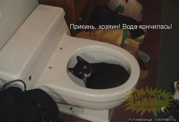 Прикинь, хозяин! Вода кончилась!... Котоматрица: Прикинь, хозяин! Вода кончилась!
