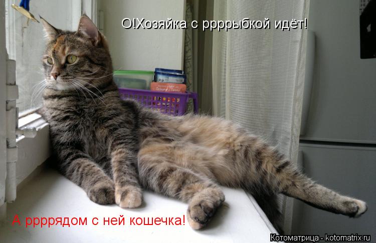 О!Хозяйка с ррррыбкой идёт! А ррррядом с ней кошечка!... Котоматрица: О!Хозяйка с ррррыбкой идёт! А ррррядом с ней кошечка!