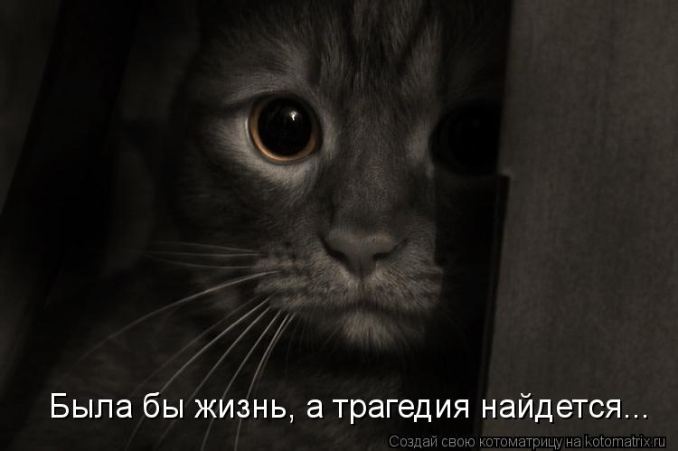 Котоматрица: Была бы жизнь, а трагедия найдется...