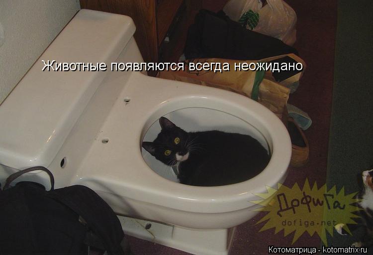 Животные появляются всегда неожидано... Котоматрица: Животные появляются всегда неожидано