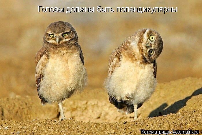 Головы должны быть попендикулярны... Котоматрица: Головы должны быть попендикулярны