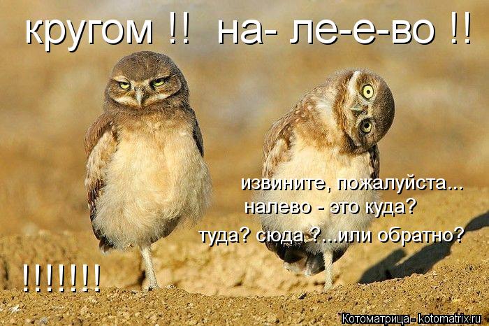 извините, пожалуйста... налево - это куда? кругом !! на- ле-е-во !! туда? сюда ?...или обратно? !!!!... Котоматрица: извините, пожалуйста... налево - это куда? кругом !! на- ле-е-во !! туда? сюда ?...или обратно? !!!!!!!