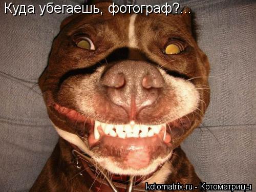 Куда убегаешь, фотограф?...... Котоматрица: Куда убегаешь, фотограф?...