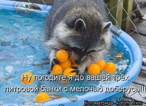 Ну погодите,я до вашей трёх литровой банки с мелочью доберусь!!!... Котоматрица: Ну погодите,я до вашей трёх литровой банки с мелочью доберусь!!!