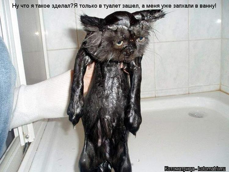Ну что я такое зделал?Я только в туалет зашел, а меня уже запхали в ванну!... Котоматрица: Ну что я такое зделал?Я только в туалет зашел, а меня уже запхали в ванну!