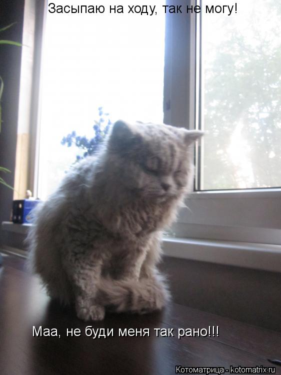 Засыпаю на ходу, так не могу! Маа, не буди меня так рано!!!... Котоматрица: Засыпаю на ходу, так не могу! Маа, не буди меня так рано!!!