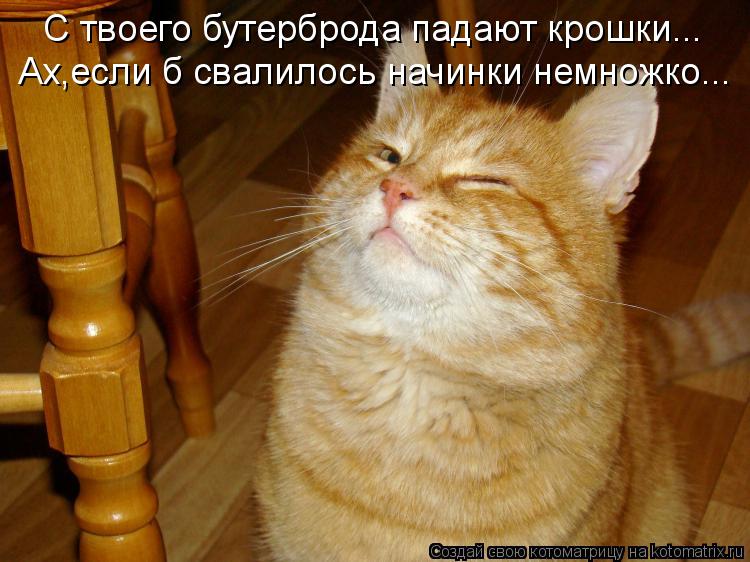 Котоматрица: С твоего бутерброда падают крошки... Ах,если б свалилось начинки немножко...