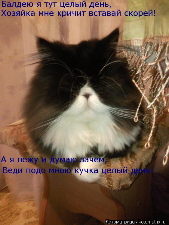Балдею я тут целый день, , Хозяйка мне кричит вставай скорей! А я лежу и думаю зачем, Веди подо мною ... Котоматрица: Балдею я тут целый день, , Хозяйка мне кричит вставай скорей! А я лежу и думаю зачем, Веди подо мною кучка целый день!