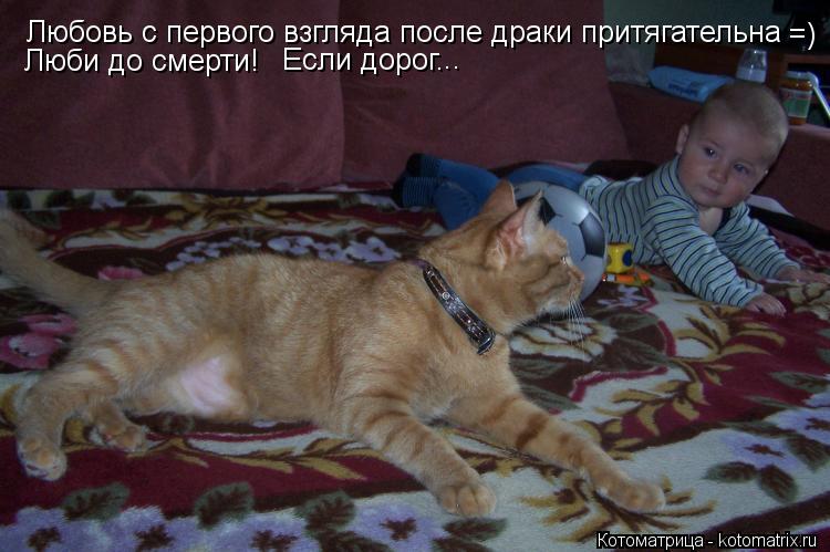 Любовь с первого взгляда после драки притягательна =) Люби до смерти! Если дорог. ..... Котоматрица: Любовь с первого взгляда после драки притягательна =) Люби до смерти! Если дорог. ..