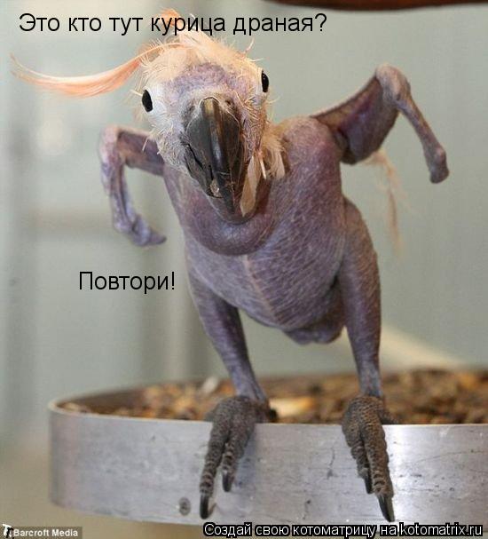 Котоматрица: Это кто тут курица драная? Повтори!