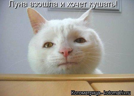 Луна взошла и хочет кушать!... Котоматрица: Луна взошла и хочет кушать!