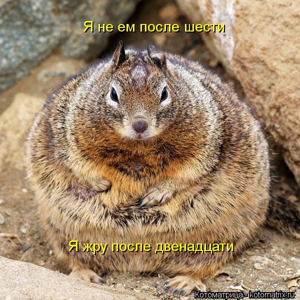 Я не ем после шести Я жру после двенадцати... Котоматрица: Я не ем после шести Я жру после двенадцати