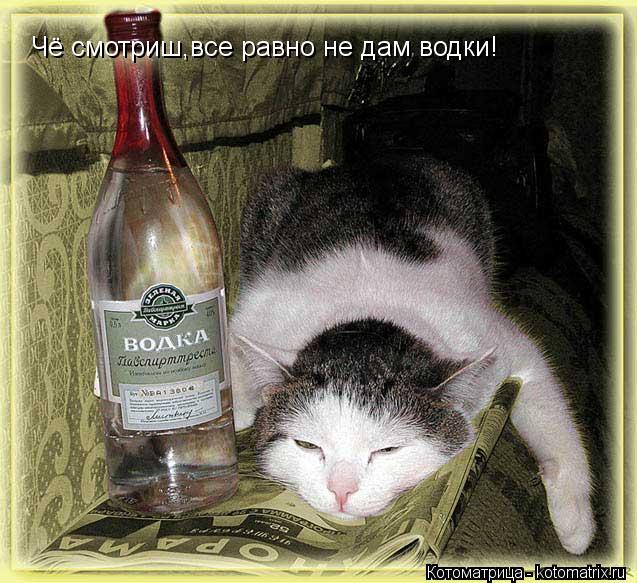 Чё смотриш,все равно не дам водки!... Котоматрица: Чё смотриш,все равно не дам водки!