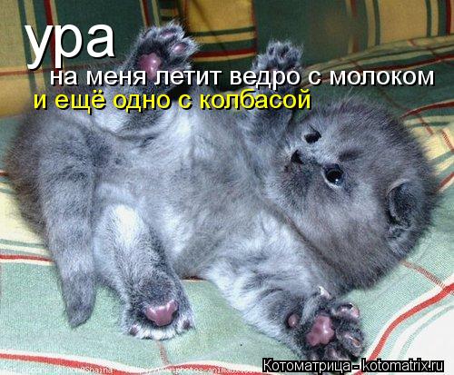Котоматрица: ура на меня летит ведро с молоком  и ещё одно с колбасой