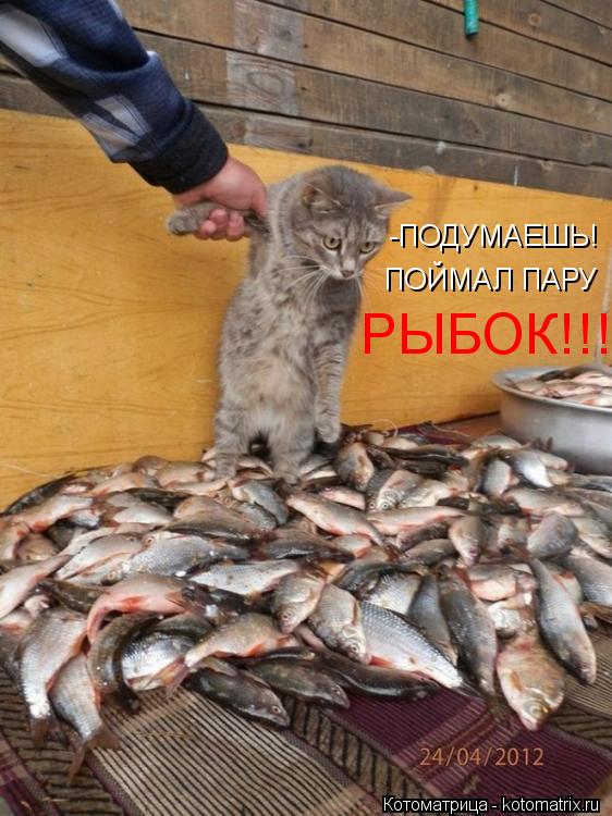 Котоматрица: -ПОДУМАЕШЬ! ПОЙМАЛ ПАРУ РЫБОК!!!