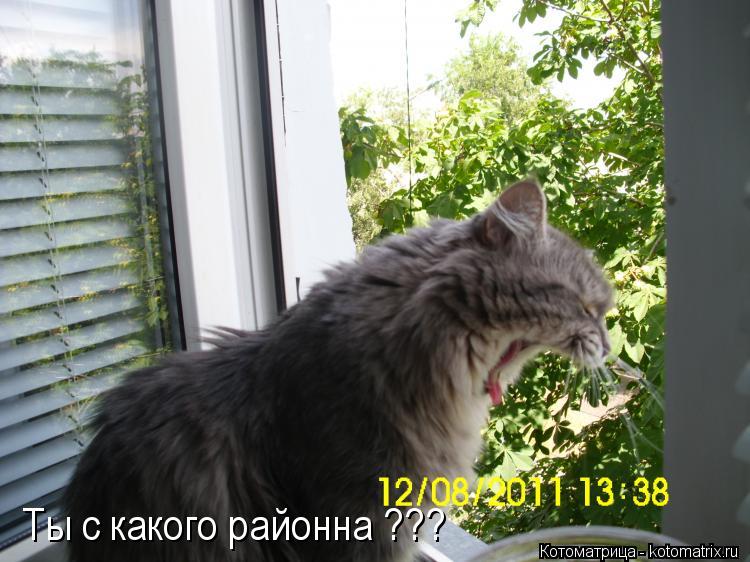 Ты с какого районна ???... Котоматрица: Ты с какого районна ???
