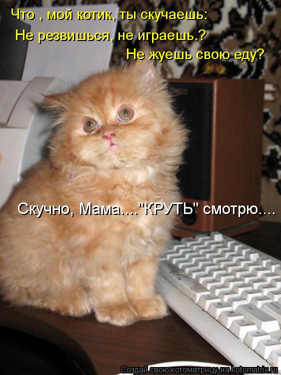 Что , мой котик, ты скучаешь: Не резвишься, не играешь.? Не жуешь свою еду? Скучно, Мама...."КРУТЬ" с... Котоматрица: Что , мой котик, ты скучаешь: Не резвишься, не играешь.? Не жуешь свою еду? Скучно, Мама...."КРУТЬ" смотрю....