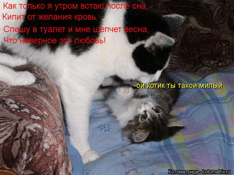 Как только я утром встаю после сна, Кипит от желания кровь. Спешу в туалет и мне шепчет весна, Что на... Котоматрица: Как только я утром встаю после сна, Кипит от желания кровь. Спешу в туалет и мне шепчет весна, Что наверное это любовь! -ой котик ты такой милы