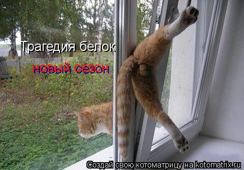 Котоматрица: Трагедия белок новый сезон новый сезон