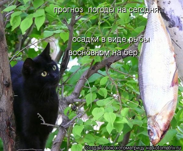 Котоматрица: осадки в виде рыбы восновном на бер прогноз  погоды на сегодня: