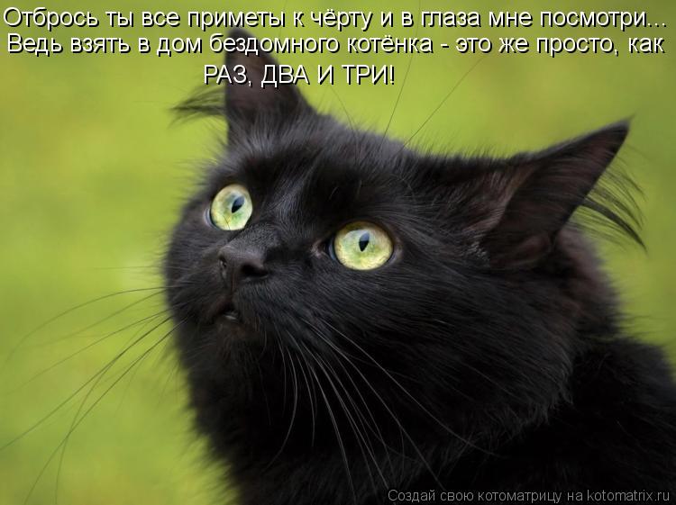 Отбрось ты все приметы к чёрту и в глаза мне посмотри... Ведь взять в дом бездомного котёнка - это же... Котоматрица: Отбрось ты все приметы к чёрту и в глаза мне посмотри... Ведь взять в дом бездомного котёнка - это же просто, как РАЗ, ДВА И ТРИ!