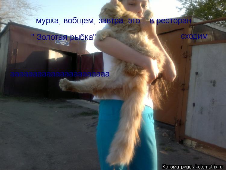 Котоматрица: мурка, вобщем, завтра. это... в ресторан сходим " Золотая рыбка" аааааааааааааааааааааа